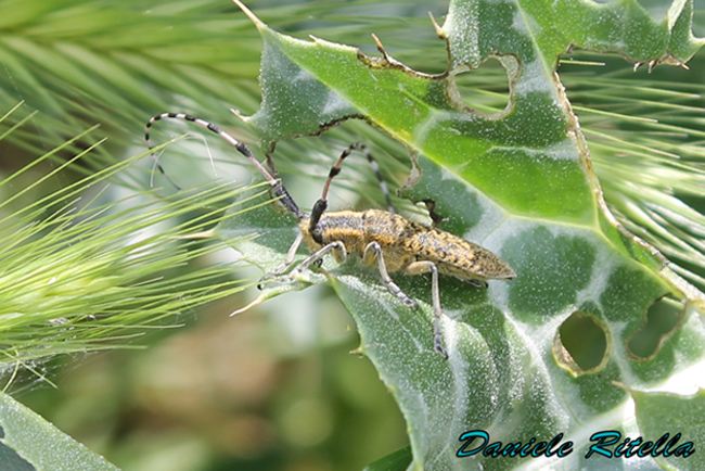 Richiesta identificazione... Agapanthia sicula malmerendii